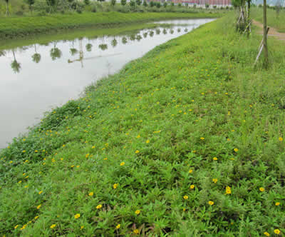 植生砼生態(tài)混凝土河道護(hù)坡